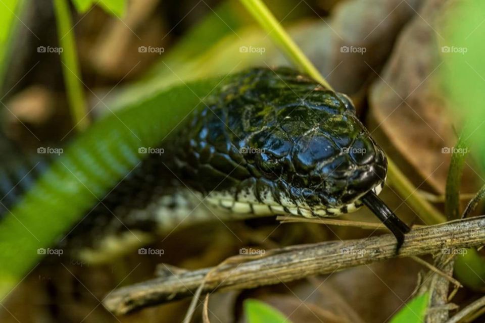 Eastern Rat Snake Closeup of Head and Tongue