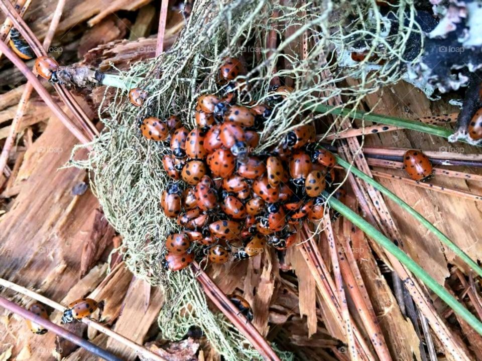 Ladybug Cluster