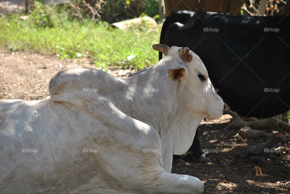 nellore cow