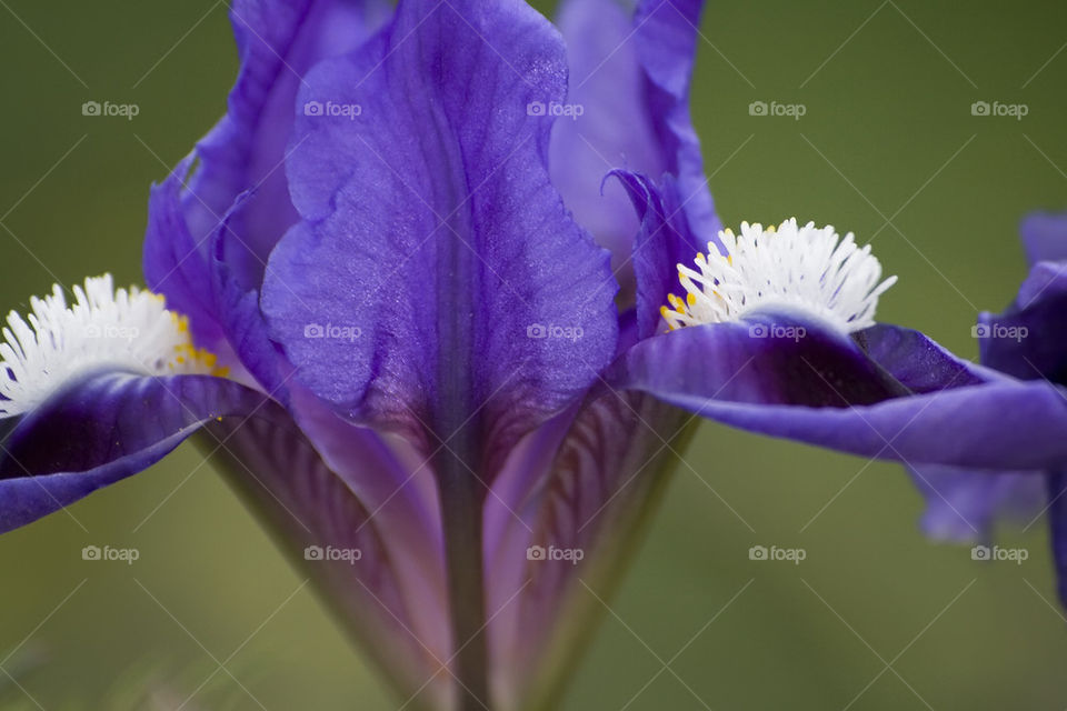 closeup of violet wild iris