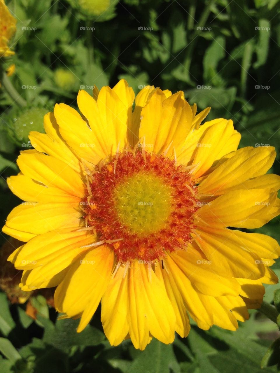 Close-up of a yellow gerbera daisy