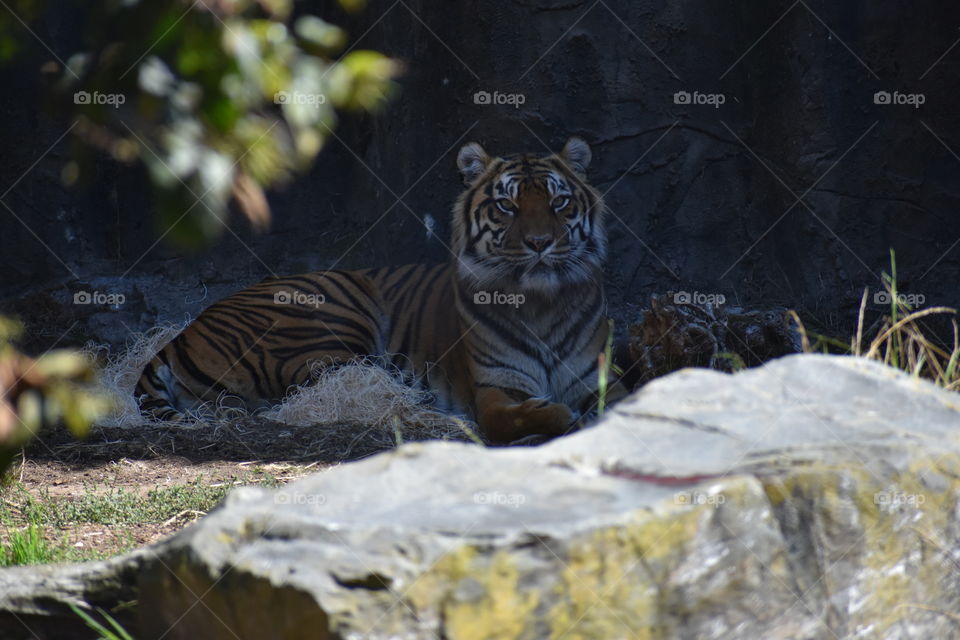 A fierce tiger monitoring it's surroundings.