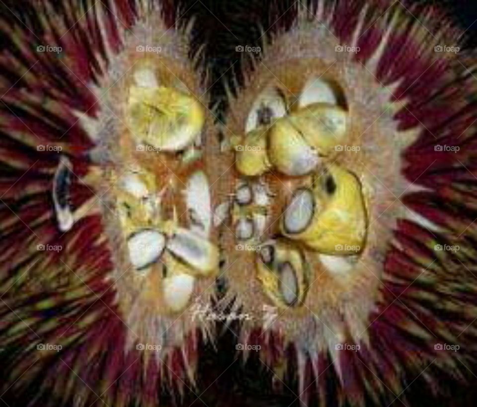 native fruit of Borneo