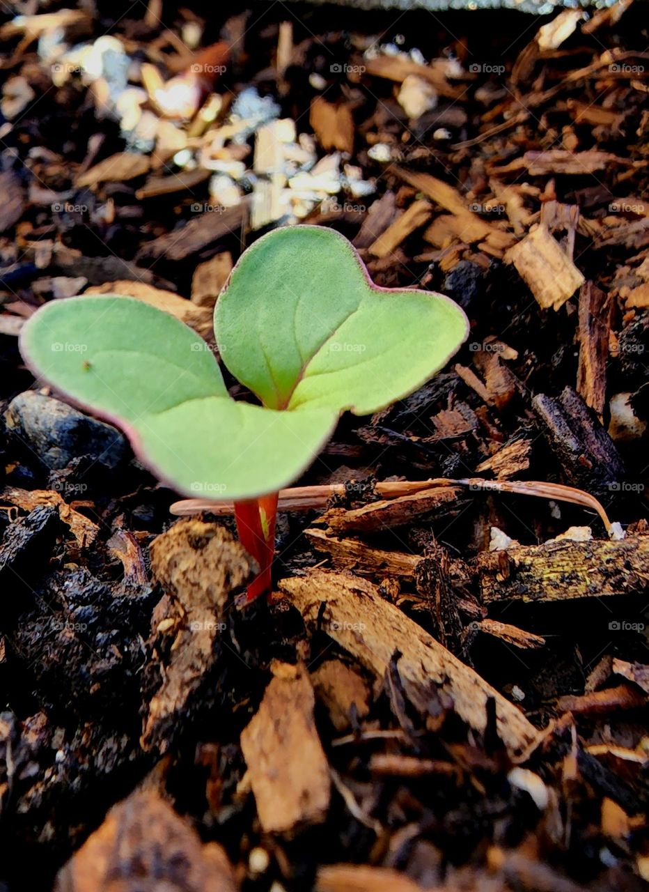 A young plant growing merrily