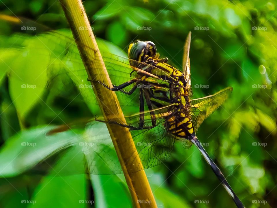 dragonfly on a branch