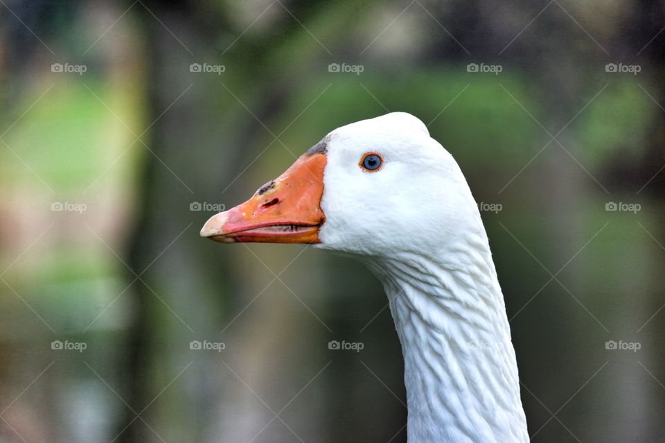 Swan stare