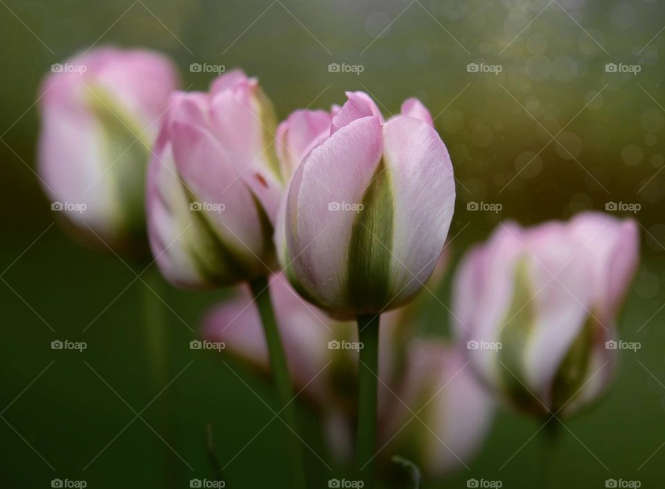 Tulips