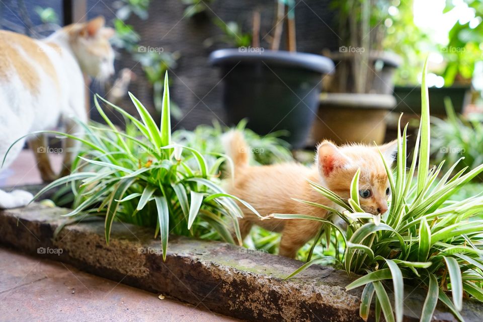 kitten playing in a garden with mom cat