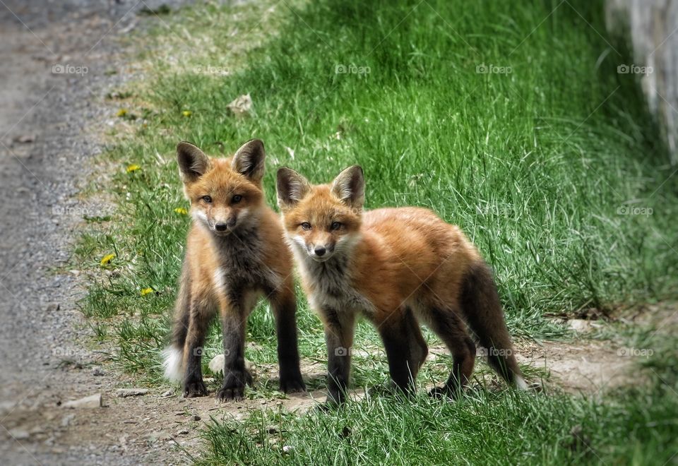 This morning Parc du Mont St-Bruno young foxes