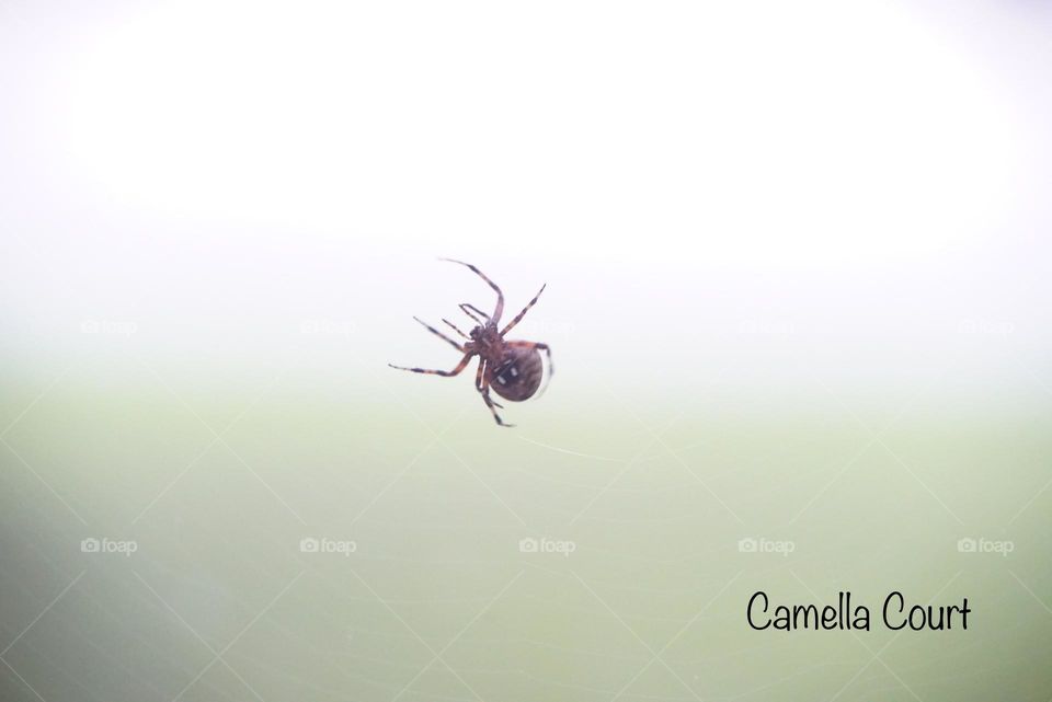 Beautiful spider making a web outside my window