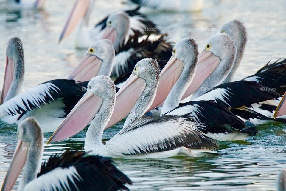 Feeding pelicans