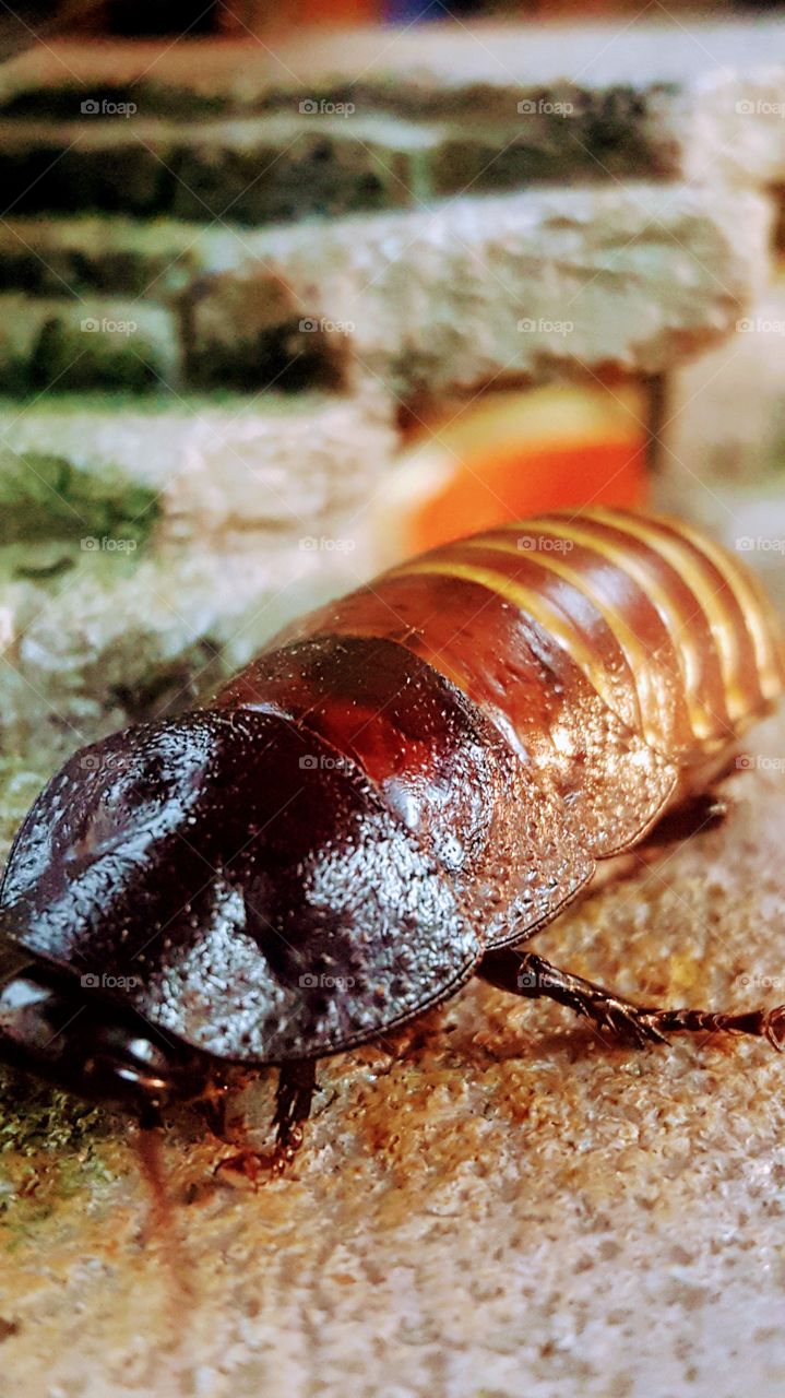 Madagascar cockroach