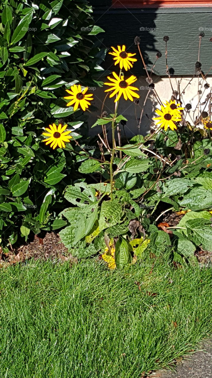 sun flowers