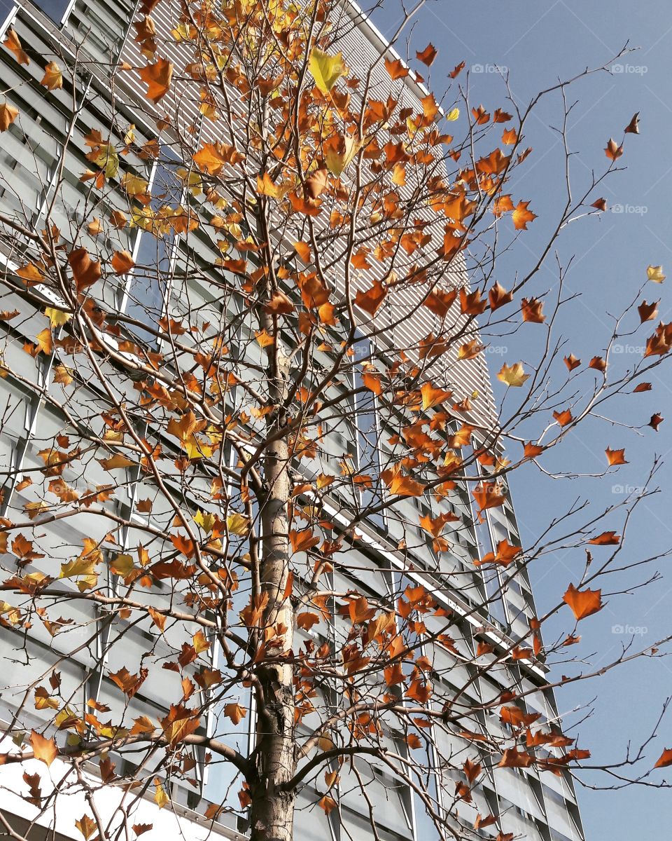 Fall, Leaf, Season, Tree, Branch