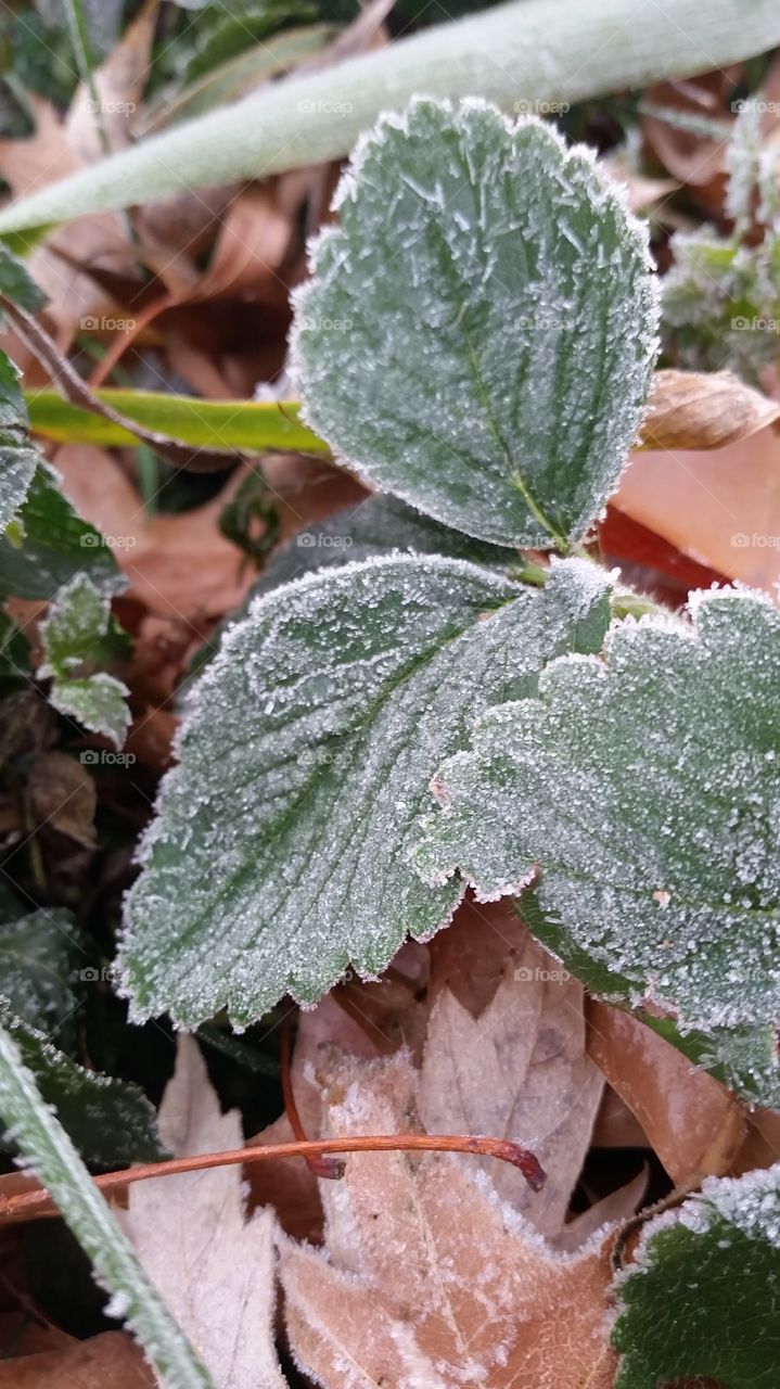 the leaf of a strawberry plant covered in frost