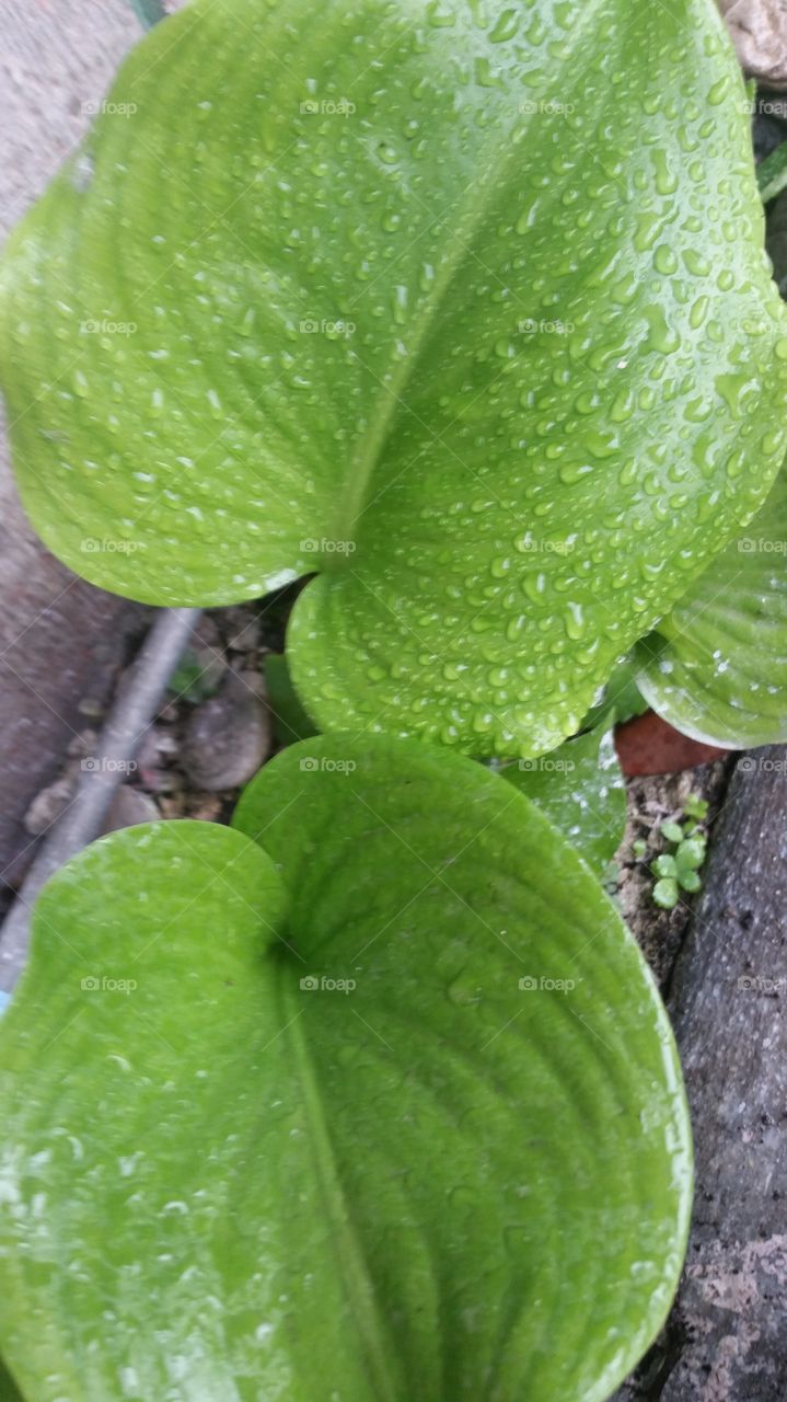 leaves in rain