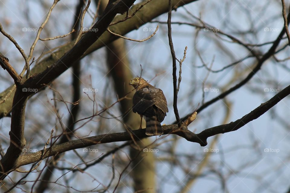 Hawk Eye, hunting on the edge of the forest