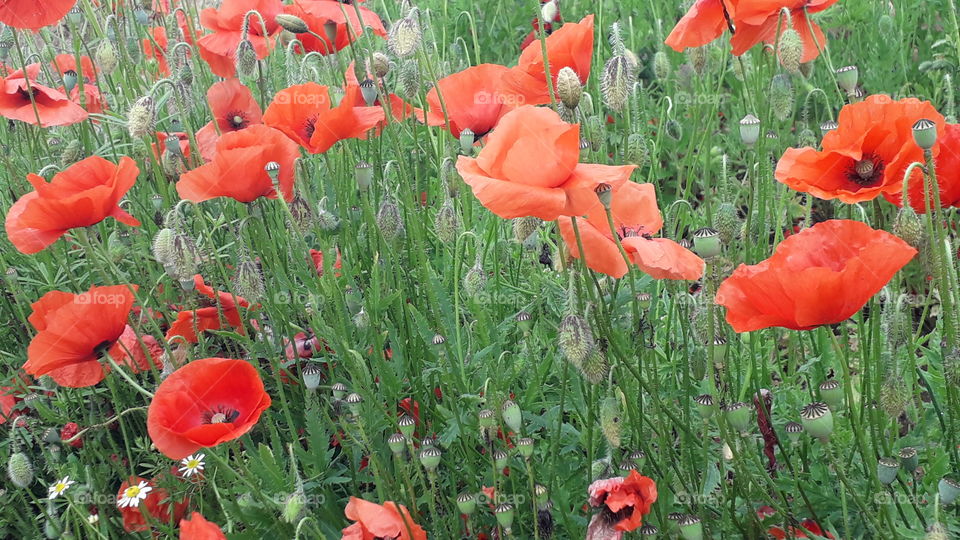 poppies