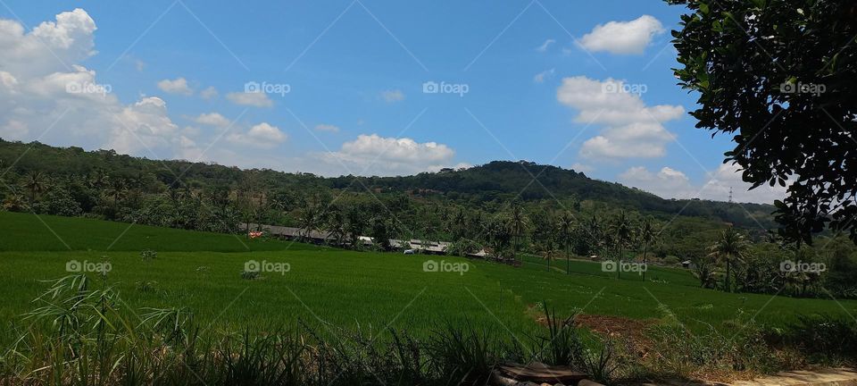 View of rice fields and surrounding hills at noon