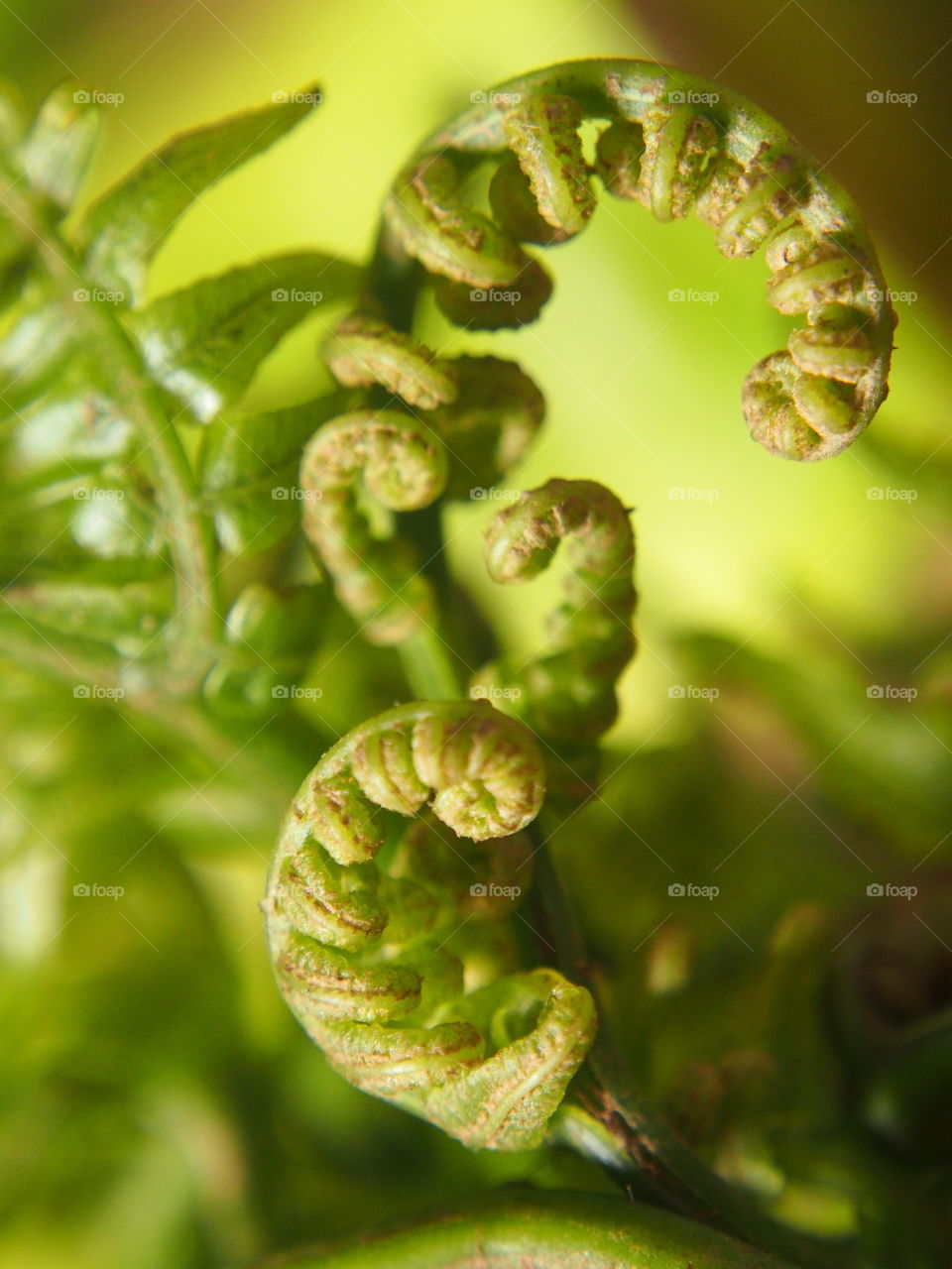 Spiral of young fern close up