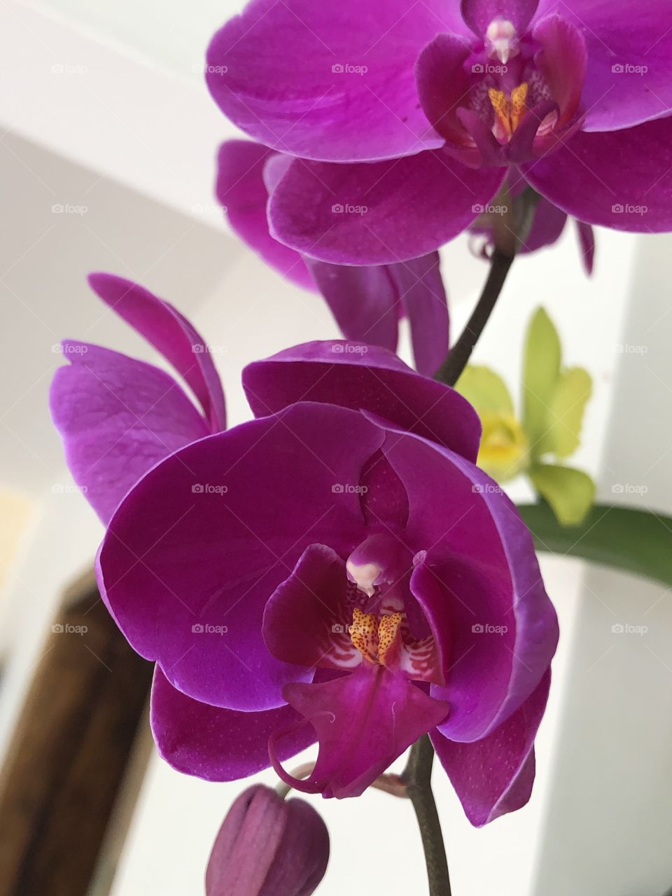 Orquídea rosa escuro
