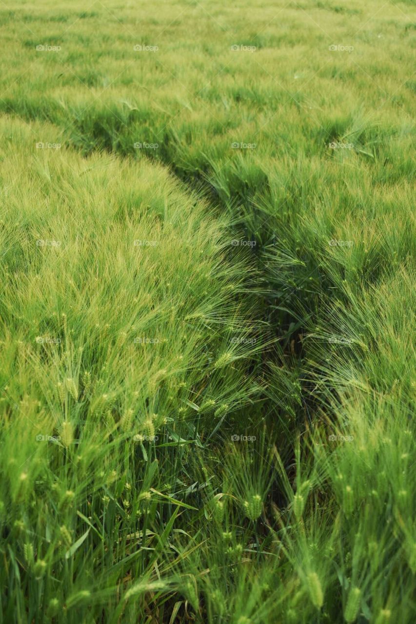 Trails in wheat