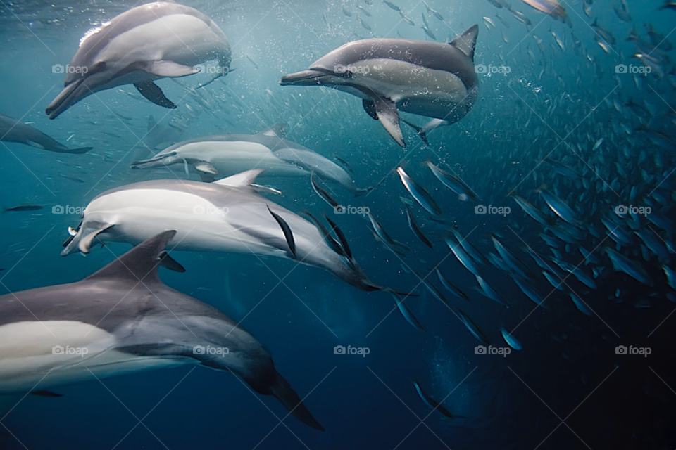 feeding action underwater dolphins by paulcowell