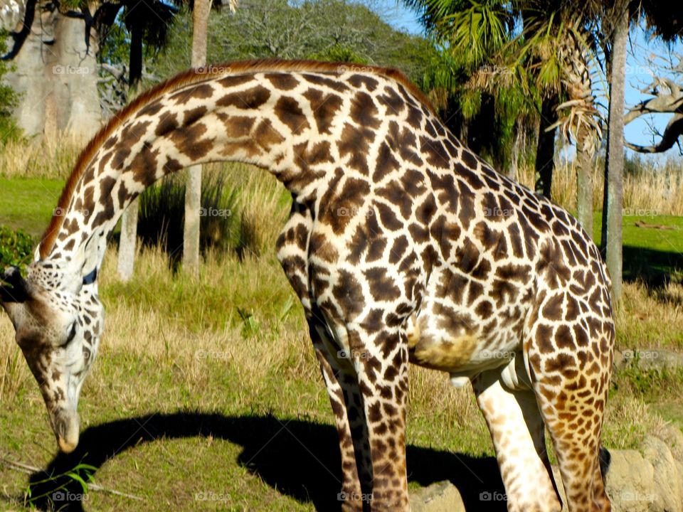 Taken at Disney's Animal Kingdom in one of their Kilimanjaro Safari ride. Enjoying another lovely Florida weather.