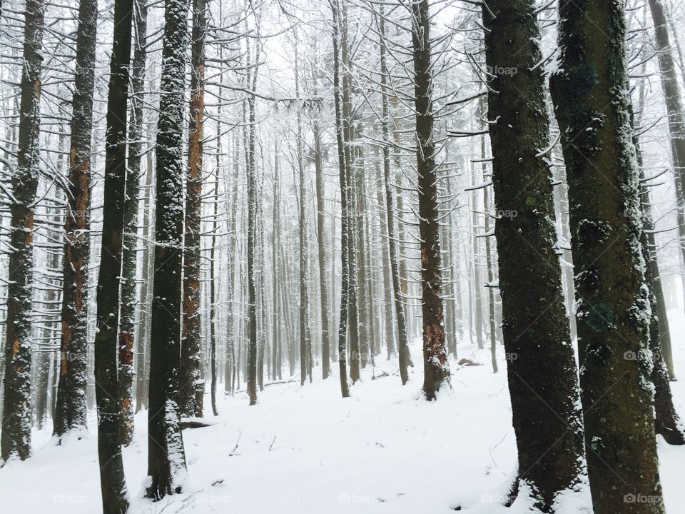 Magical forest in winter