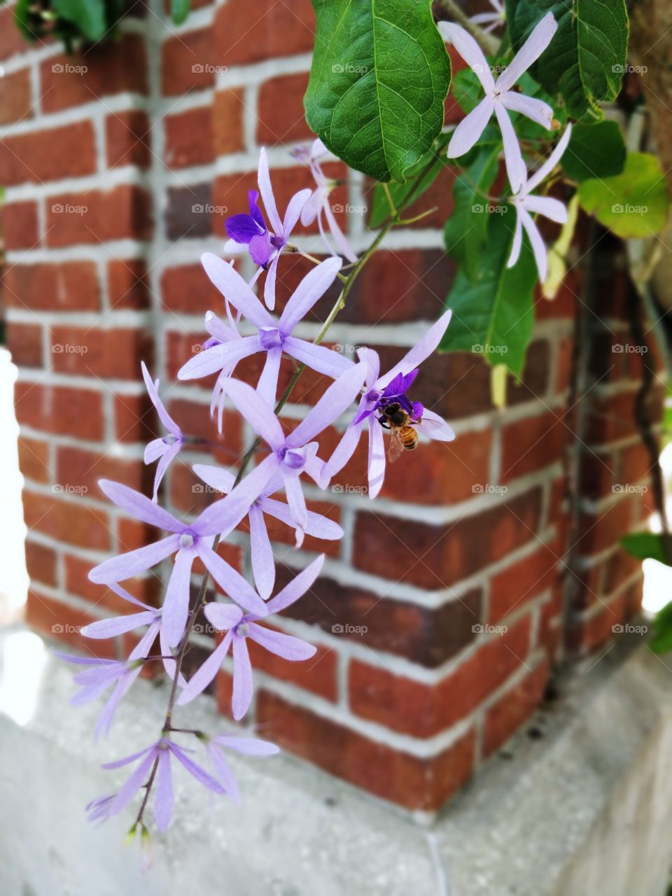 Purple Flowers Ft. Bee