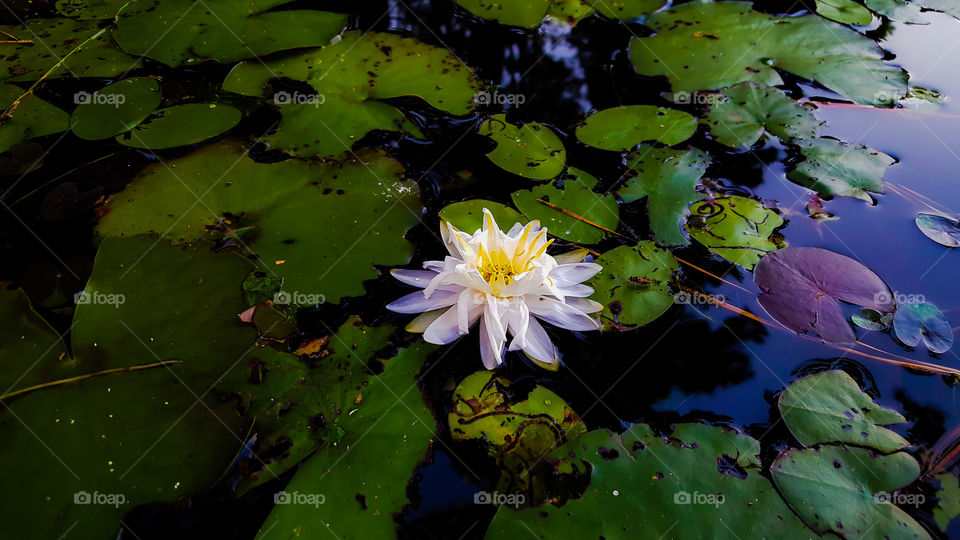 Lotus Flower- A peaceful lotus flower floats amongst the lilly pads at Aiken State Park in SC.