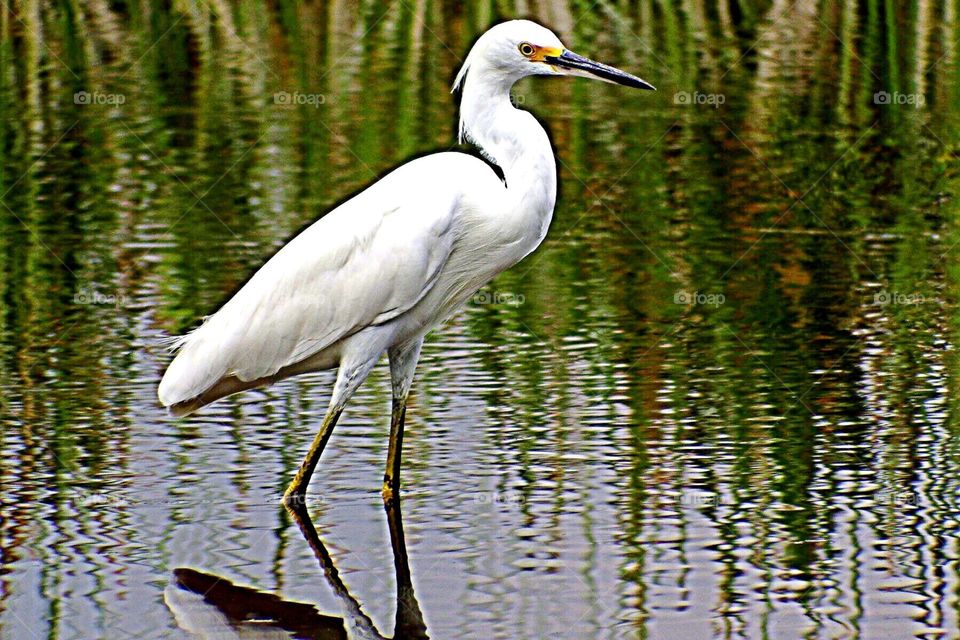 Great white egret. Great white egret