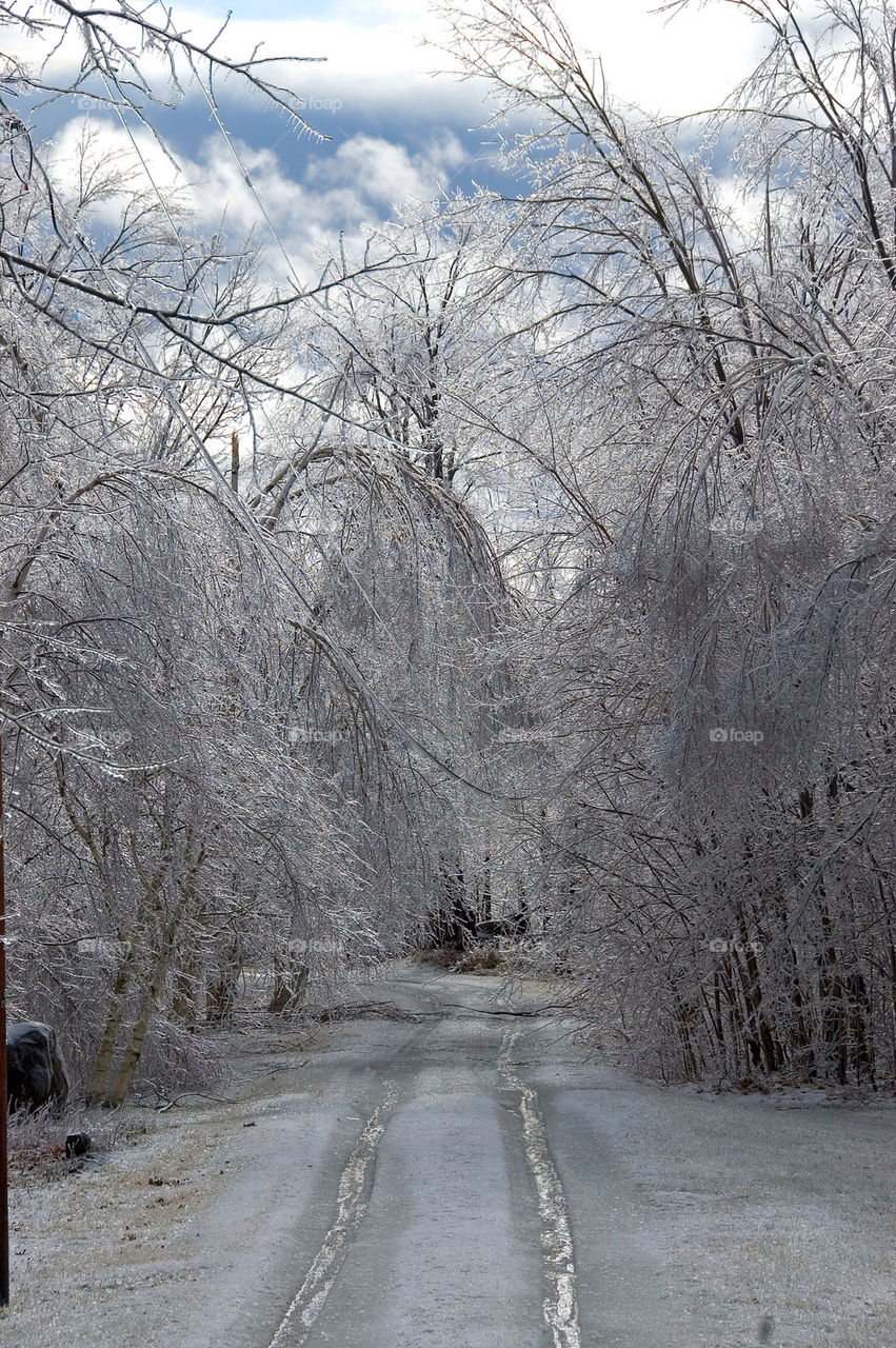 Trees born down by the weight of ice lean over the driveway after an