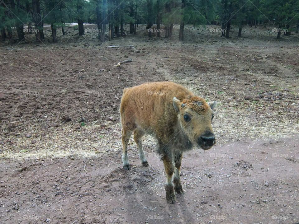 Baby Buffalo