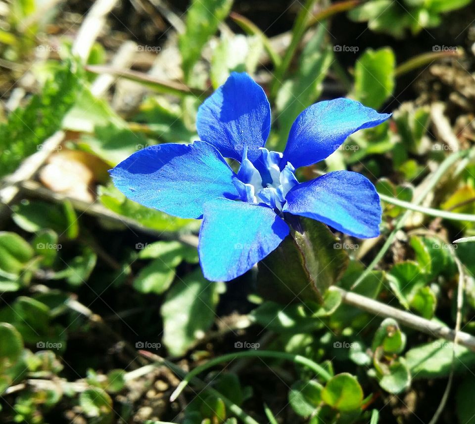 A blue star in the mountain.