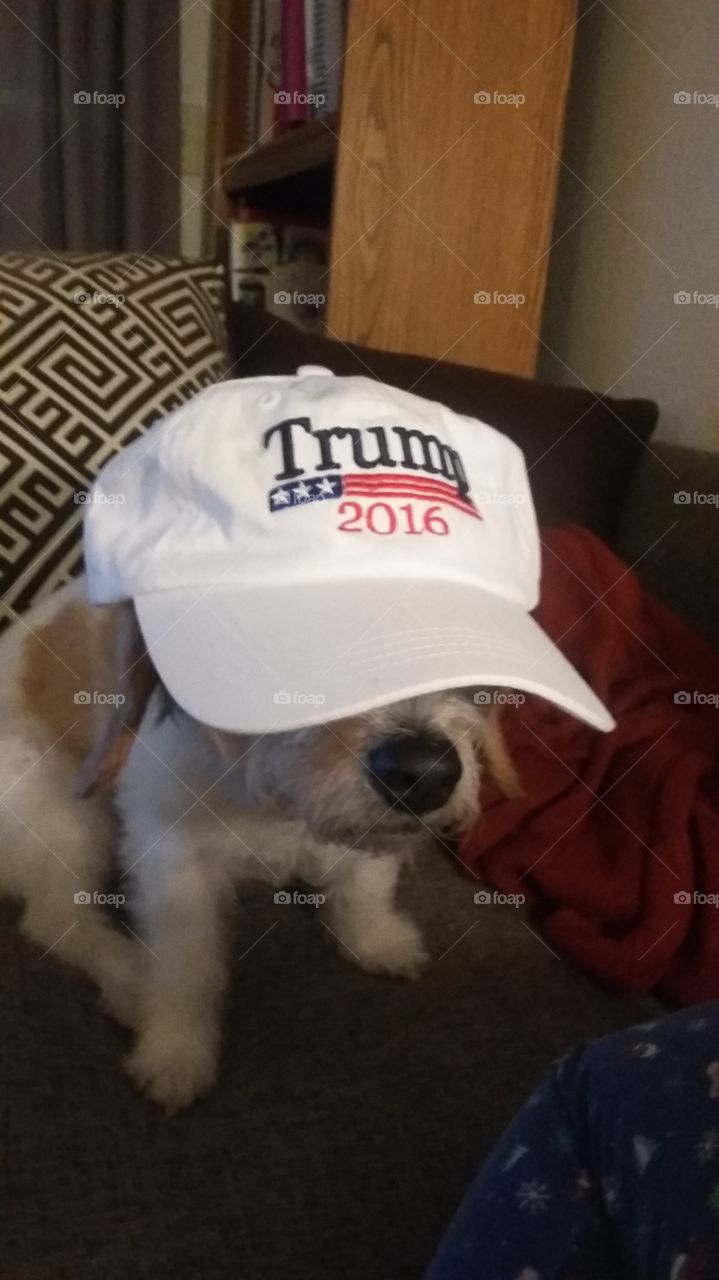 pets for trump