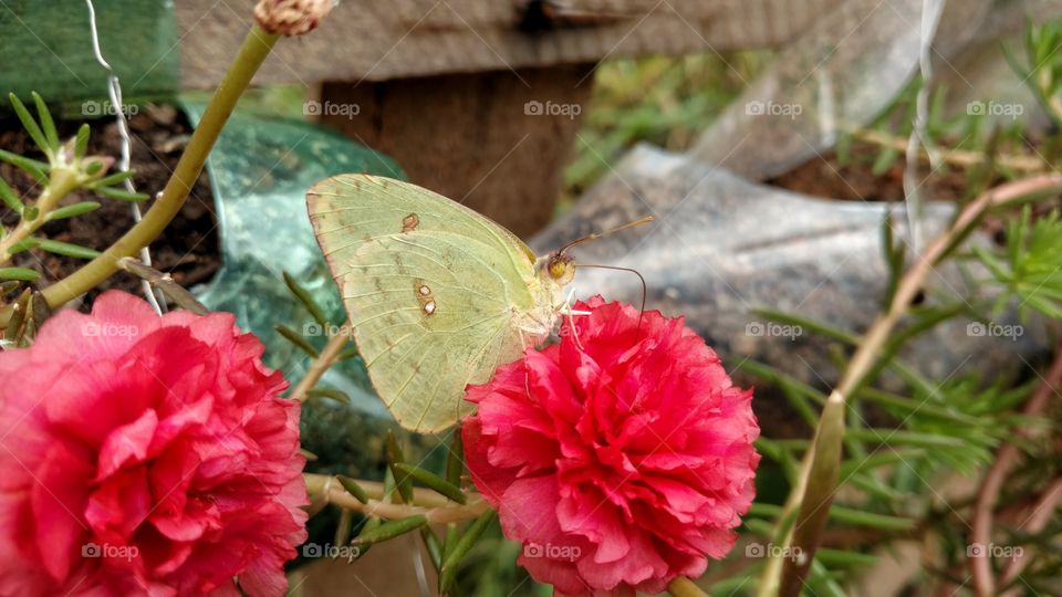 Butterfly on flower