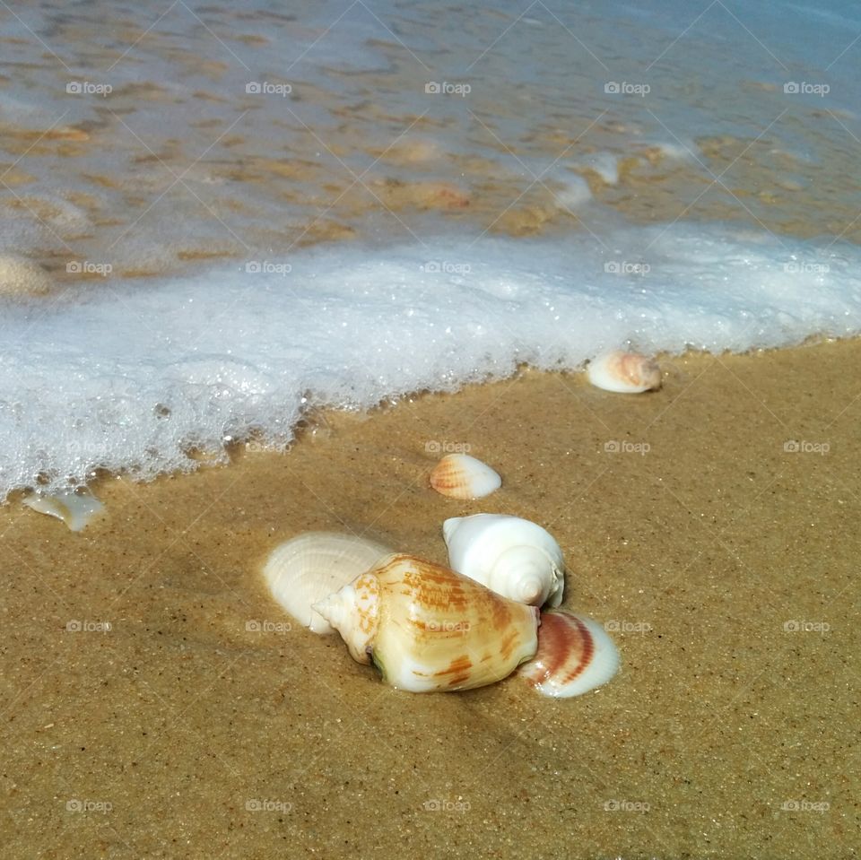 Seashell on the beach