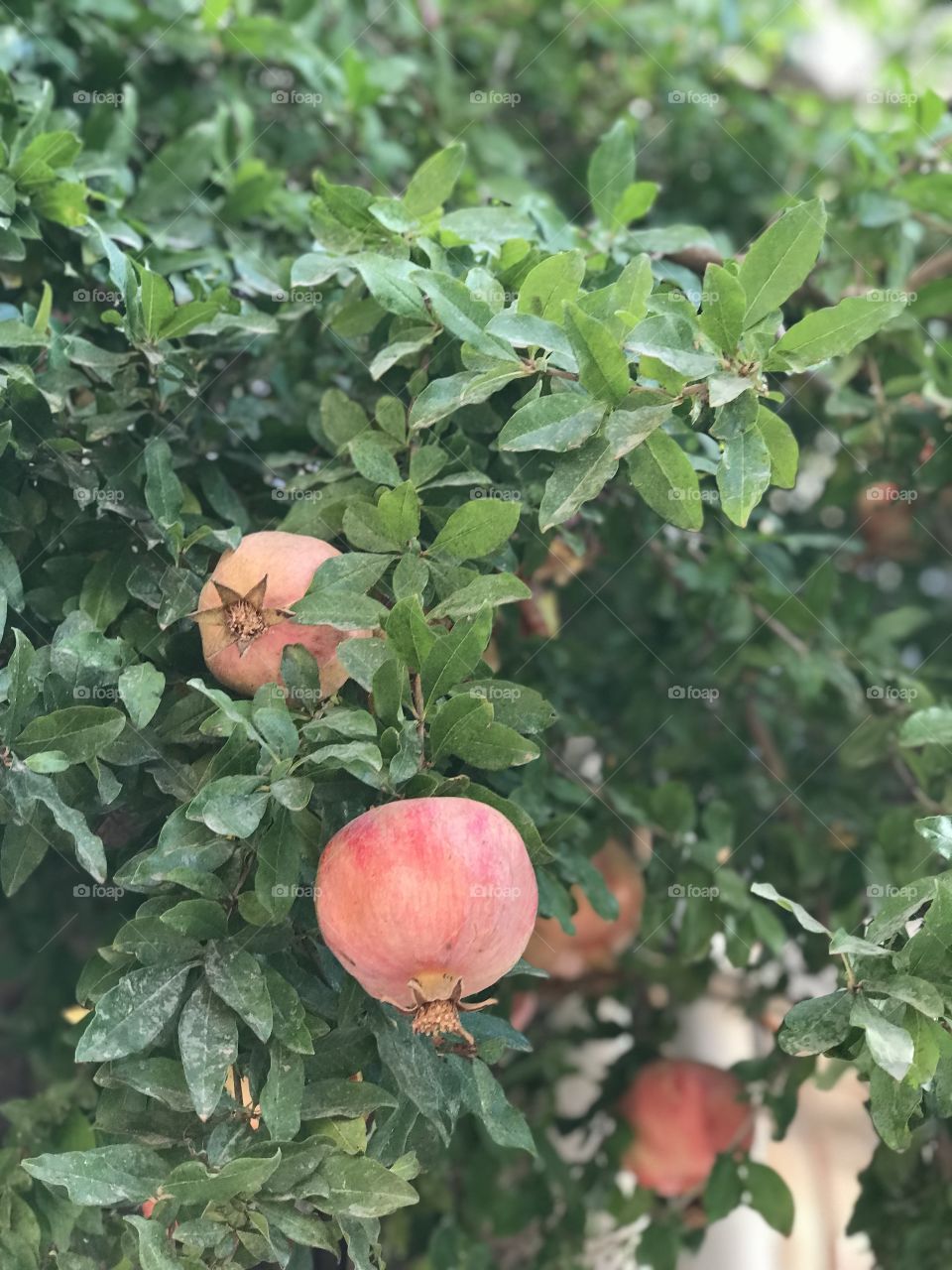 Anar, a persian fruit