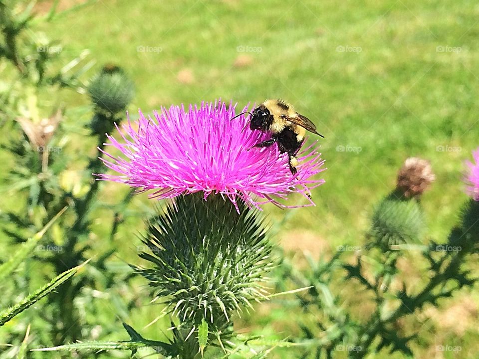 Bumblebee on Bull Thistle flower 