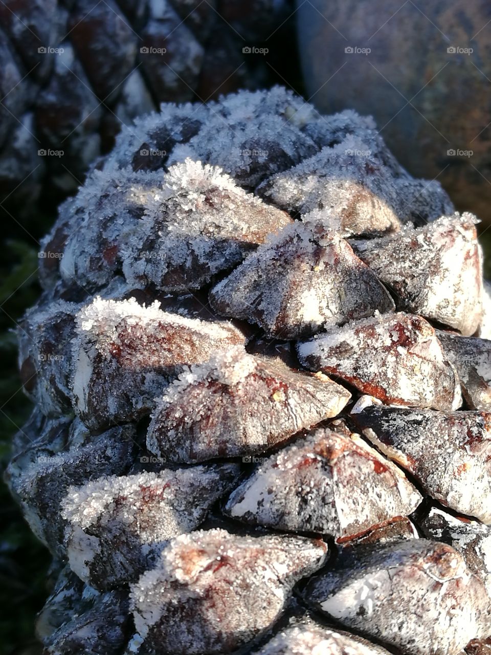 frosty pine cone