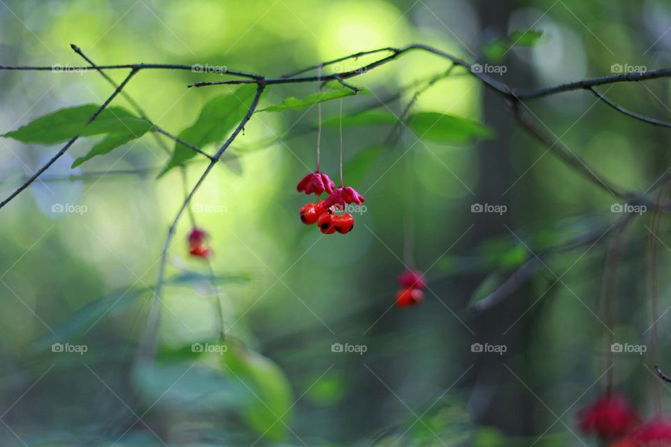 juicy red wild berries hang on a branch. green summer forest in the background is blurred.