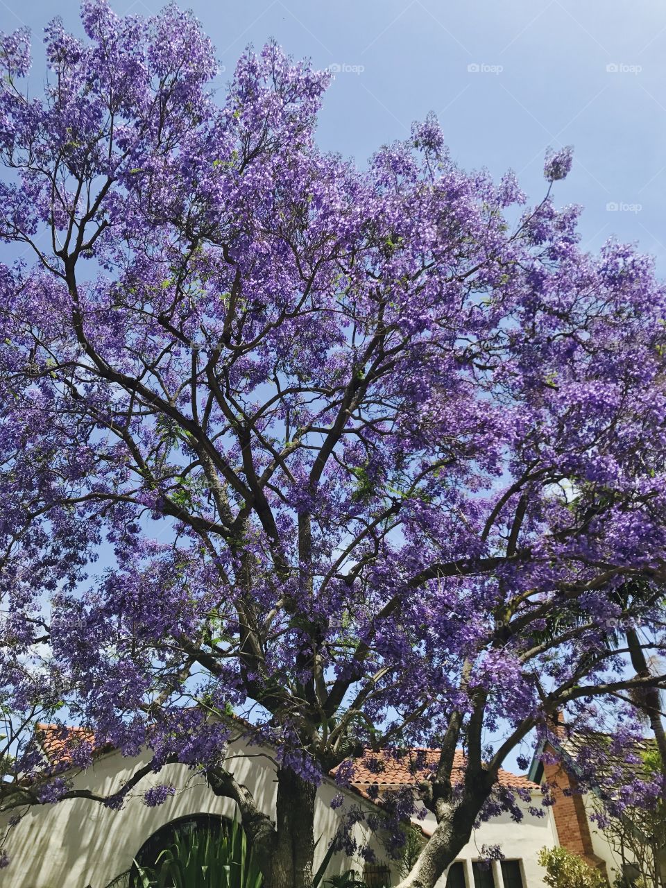Tree, Flower, Nature, Flora, Branch