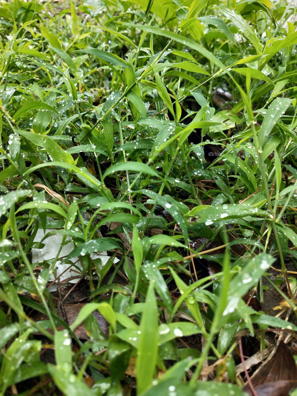 Wet grass in the rain water🌱🌧️