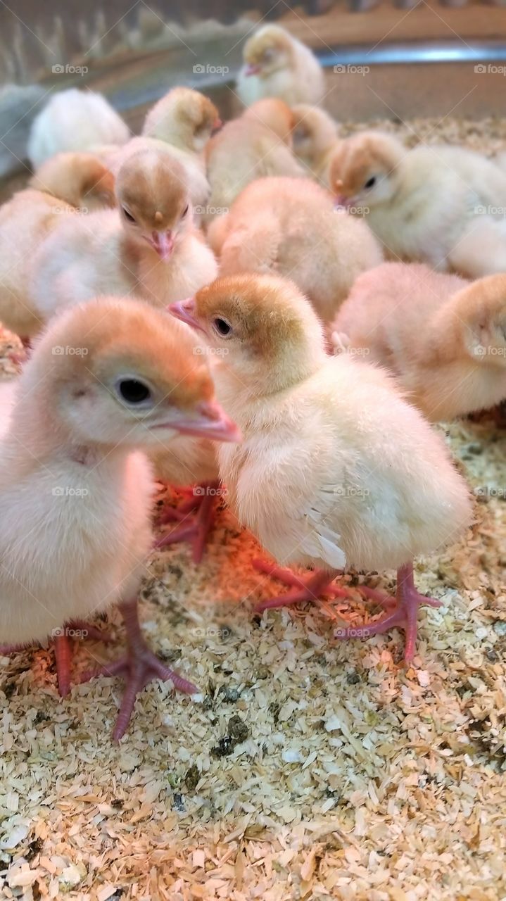 easter chicks