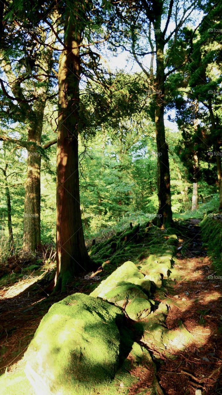 Green path into the woods with green moss on the rocks 