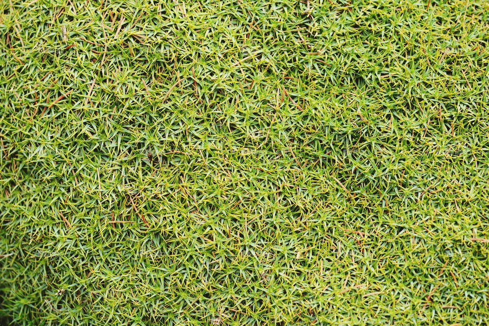 fullframe background of dianthus leaves.