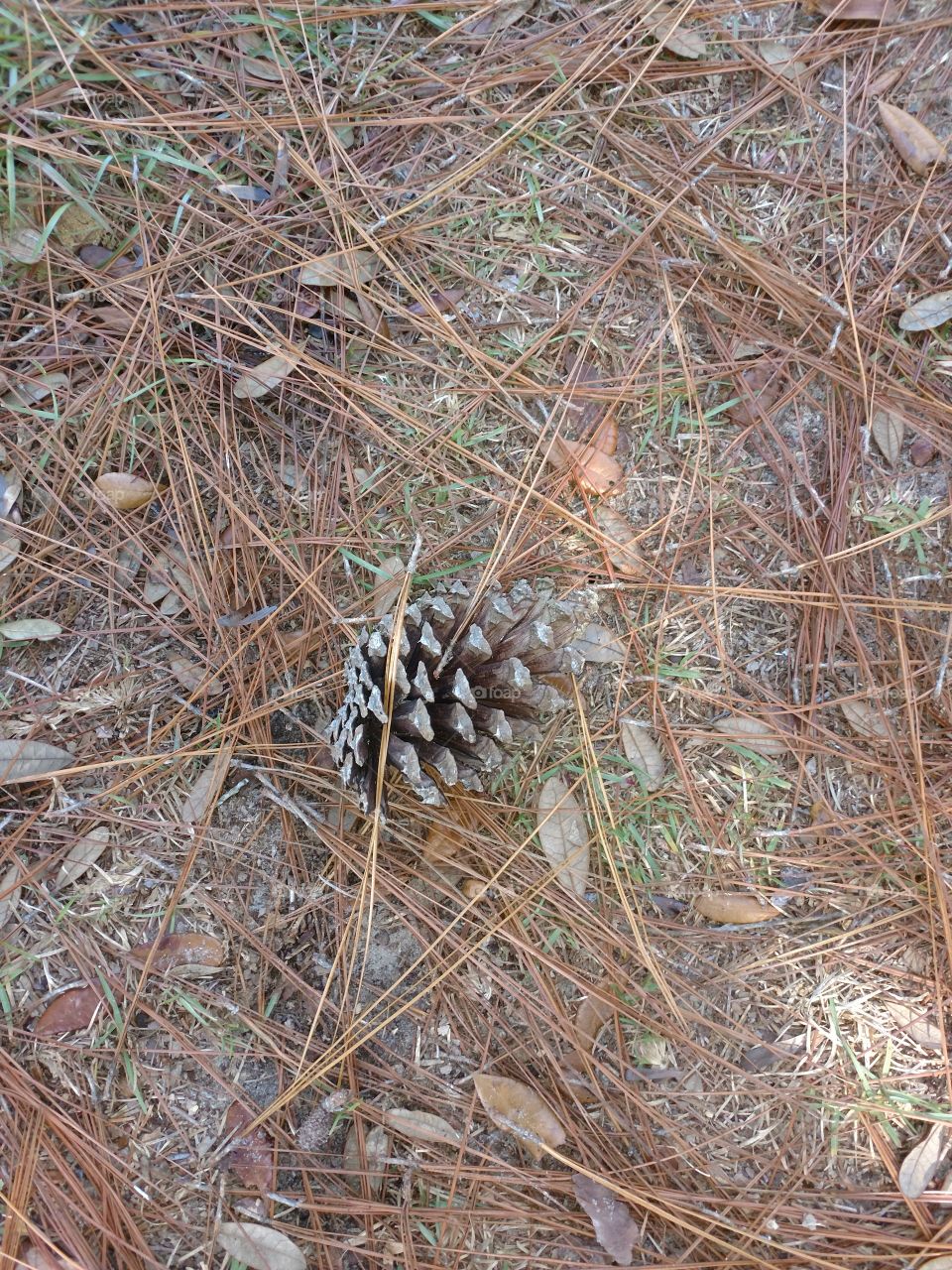 pine cones and pine straw