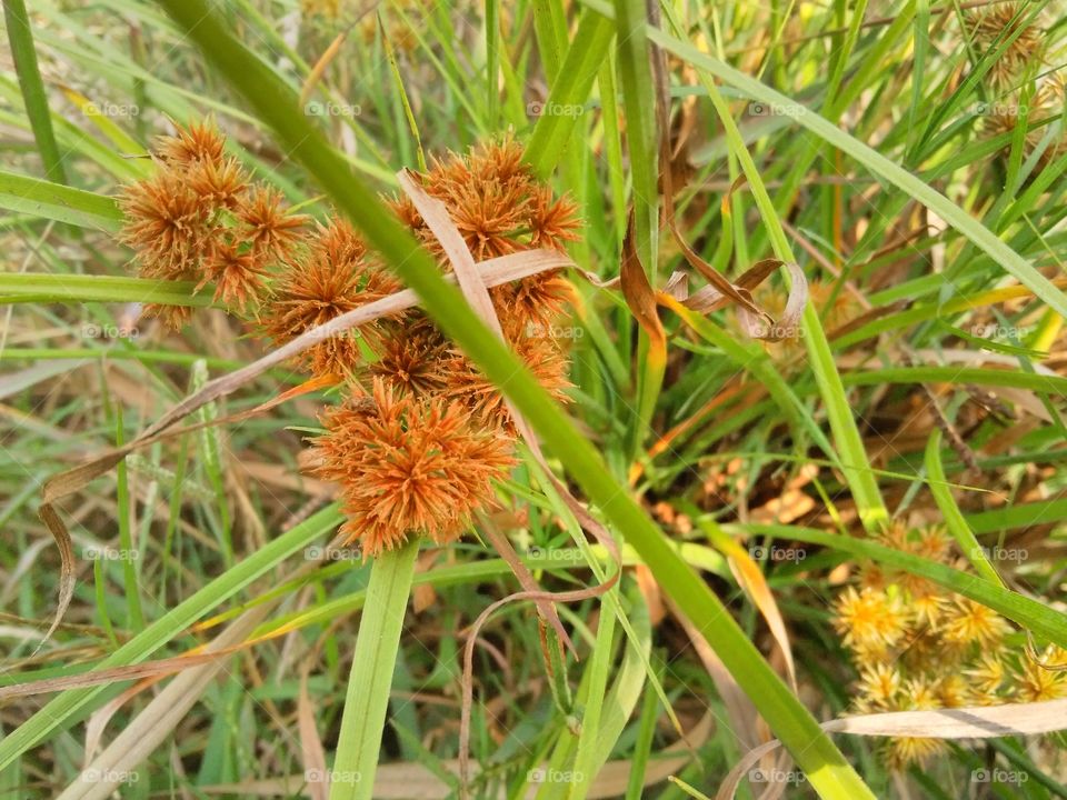 a beautiful grass in the forest.