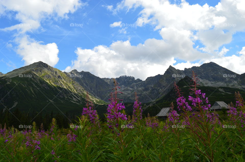 beautiful landscape with mountains and flowers